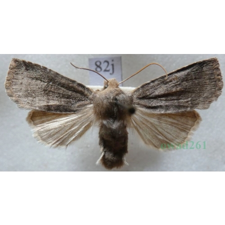 Conistra ligula (Esper, 1791) Porożnica Czech82j